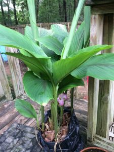 1496600402-name-that-plant-1 | Walter Reeves: The Georgia Gardener