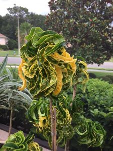 1496603367-name-that-plant-1 | Walter Reeves: The Georgia Gardener