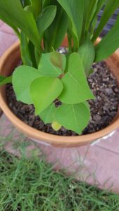 1496608350-name-that-plant-1 | Walter Reeves: The Georgia Gardener