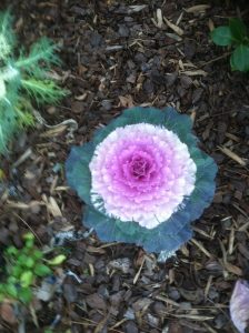1496620992-name-that-plant-1 | Walter Reeves: The Georgia Gardener