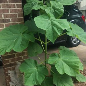 1496808701-name-that-plant-1 | Walter Reeves: The Georgia Gardener
