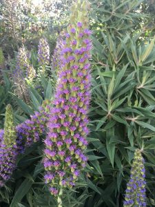 1496886212-name-that-plant-1 | Walter Reeves: The Georgia Gardener