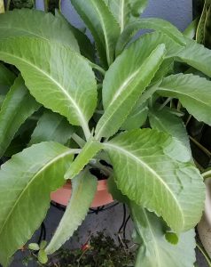 1497019300-name-that-plant-1 | Walter Reeves: The Georgia Gardener