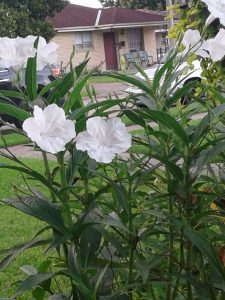 1497188989-name-that-plant-1 | Walter Reeves: The Georgia Gardener
