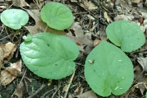 1497894033-name-that-plant-1 | Walter Reeves: The Georgia Gardener