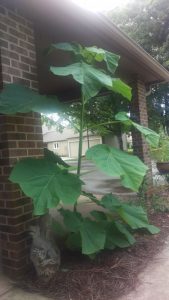 1497912018-name-that-plant-1 | Walter Reeves: The Georgia Gardener