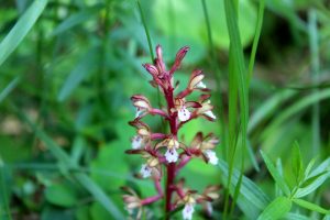1498011730-name-that-plant-1 | Walter Reeves: The Georgia Gardener