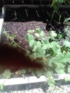 1498335491-name-that-plant-1 | Walter Reeves: The Georgia Gardener