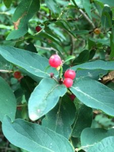 1498776630-name-that-plant-1 | Walter Reeves: The Georgia Gardener