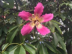 1498783693-name-that-plant-1 | Walter Reeves: The Georgia Gardener
