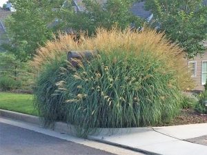 1498840233-name-that-plant-1 | Walter Reeves: The Georgia Gardener