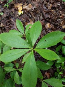 1499008246-name-that-plant-1 | Walter Reeves: The Georgia Gardener