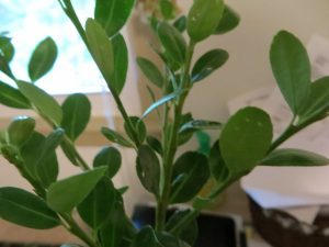 1499012553-name-that-plant-1 | Walter Reeves: The Georgia Gardener
