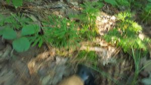 1499267703-name-that-plant-1 | Walter Reeves: The Georgia Gardener