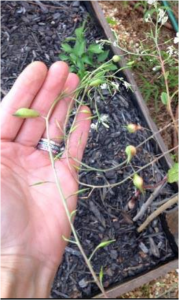 1499719722-name-that-plant-1 | Walter Reeves: The Georgia Gardener