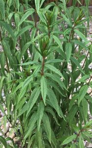 1499802967-name-that-plant-1 | Walter Reeves: The Georgia Gardener