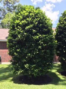 1499971615-name-that-plant-1 | Walter Reeves: The Georgia Gardener