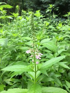 1500050238-name-that-plant-1 | Walter Reeves: The Georgia Gardener