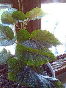 1500065139-name-that-plant-1 | Walter Reeves: The Georgia Gardener