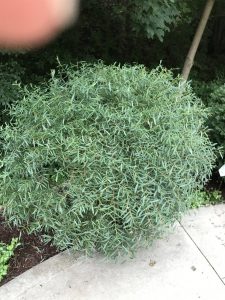 1500070107-name-that-plant-1 | Walter Reeves: The Georgia Gardener
