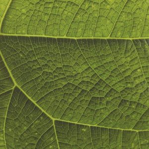 1500138952-name-that-plant-1 | Walter Reeves: The Georgia Gardener