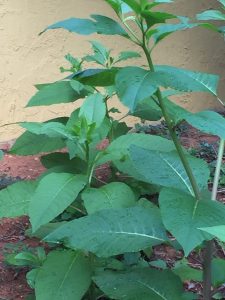 1500235881-name-that-plant-1 | Walter Reeves: The Georgia Gardener