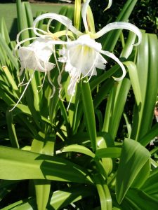 1500240548-name-that-plant-1 | Walter Reeves: The Georgia Gardener