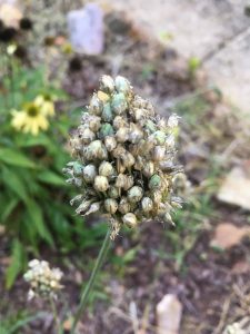 1501510516-name-that-plant-1 | Walter Reeves: The Georgia Gardener