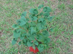 1502058243-name-that-plant-1 | Walter Reeves: The Georgia Gardener