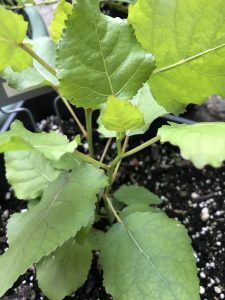 1502148990-name-that-plant-1 | Walter Reeves: The Georgia Gardener