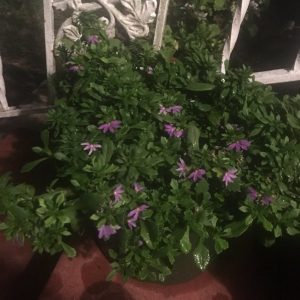 1502343114-name-that-plant-1 | Walter Reeves: The Georgia Gardener