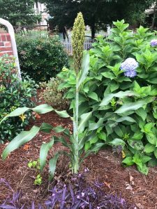 1502373350-name-that-plant-1 | Walter Reeves: The Georgia Gardener