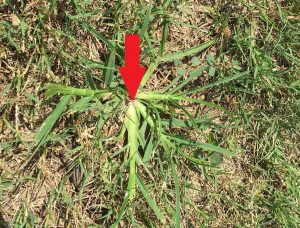 1502820676-name-that-plant-1 | Walter Reeves: The Georgia Gardener