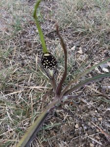 1502913794-name-that-plant-1 | Walter Reeves: The Georgia Gardener