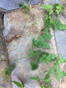 1502985502-name-that-plant-1 | Walter Reeves: The Georgia Gardener