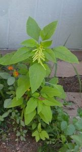 1503021841-name-that-plant-1 | Walter Reeves: The Georgia Gardener