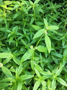 1503157572-name-that-plant-1 | Walter Reeves: The Georgia Gardener