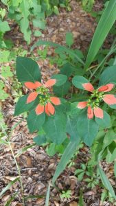 1503189305-name-that-plant-1 | Walter Reeves: The Georgia Gardener