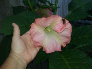 1503405020-name-that-plant-1 | Walter Reeves: The Georgia Gardener