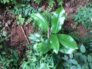 1503440037-name-that-plant-1 | Walter Reeves: The Georgia Gardener