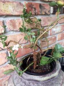 1503499331-name-that-plant-1 | Walter Reeves: The Georgia Gardener