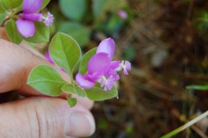 1503794884-name-that-plant-1 | Walter Reeves: The Georgia Gardener