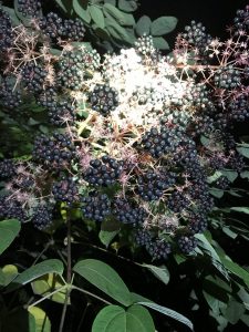 1504280015-name-that-plant-1 | Walter Reeves: The Georgia Gardener