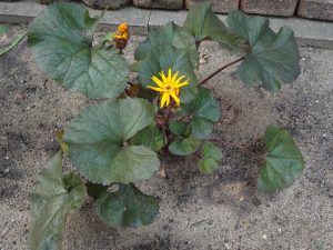 1504289455-name-that-plant-1 | Walter Reeves: The Georgia Gardener