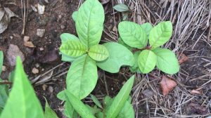 1504316283-name-that-plant-1 | Walter Reeves: The Georgia Gardener