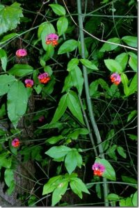 1504906274-name-that-plant-1 | Walter Reeves: The Georgia Gardener