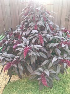 1504925977-name-that-plant-1 | Walter Reeves: The Georgia Gardener
