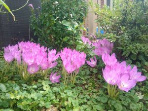 1505500737-name-that-plant-1 | Walter Reeves: The Georgia Gardener