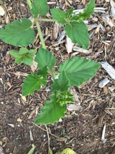 1506030506-name-that-plant-1 | Walter Reeves: The Georgia Gardener