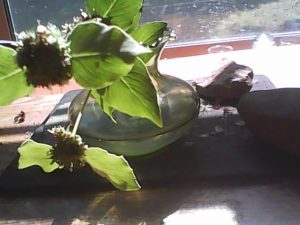 1506217070-name-that-plant-1 | Walter Reeves: The Georgia Gardener